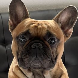 Misha - French Bulldog