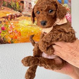 Archie - Red  male Poodle puppy in Beaverton, Oregon from Teddy toy poodle house