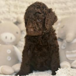 Green - Chocolate male Labradoodle puppy in Chula Vista, California from Coastal Cocoa Labradoodle