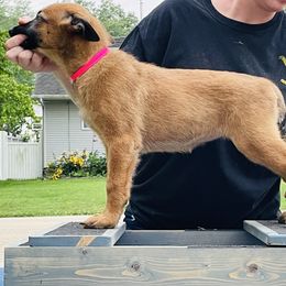 Belgian Malinois Puppies from Pyrex Kennels