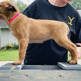 Belgian Malinois Puppies from Pyrex Kennels
