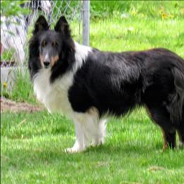 Anna - Shetland Sheepdog