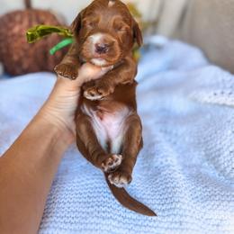Rhyman - Red  male Goldendoodle puppy in New Harmony, Indiana from Cottonwood Farms
