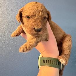 Ernest-Black - Red  male Goldendoodle puppy in Casper, Wyoming from 307 Doodles