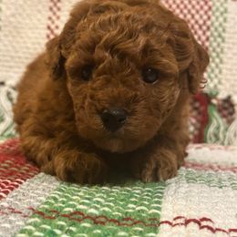AKC Juniper - Apricot female Poodle puppy in Jonesborough, Tennessee from 5AFarms