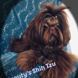 Clover - Shih Tzu