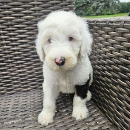 Pleakley - Black and white male Sheepadoodle puppy in Farley, Iowa from Iowa's Doodle Co.