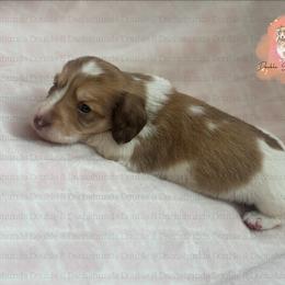 Fiona - Cream female Dachshund puppy in Timpson, Texas from Double S Kennel