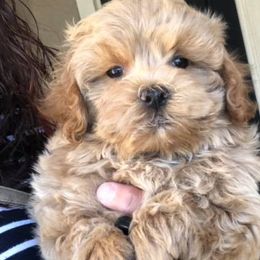 Maltese, Maltipoos, and Poodles from Maltipoo Tiny Pups