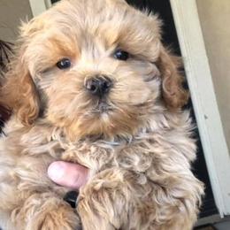 Maltese, Maltipoos, and Poodles from Maltipoo Tiny Pups