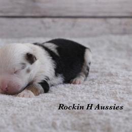Bmm 5 - Blue merle male Toy Australian Shepherd puppy in Russellville, Arkansas from Rockin H Aussies