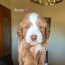 Aven - Red  female Goldendoodle puppy in Waterford, California from Alvdoodles