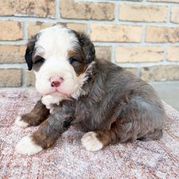 Kingston - Blue merle male Bernedoodle puppy in Sugarcreek, Ohio from Angel Valley Berners
