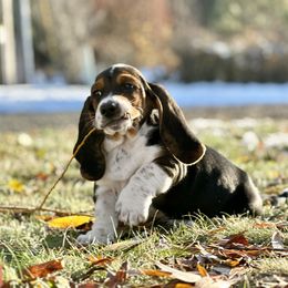 Basset Hound Puppies from Plummer Mountain Kennels