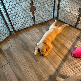 Golden Retriever Puppies from Retrievers Gold AZ