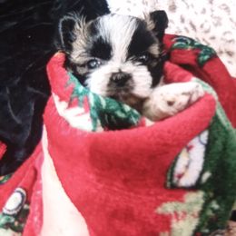 Shichon puppies from Angie’s Teddy Bear Puppies Minnesota