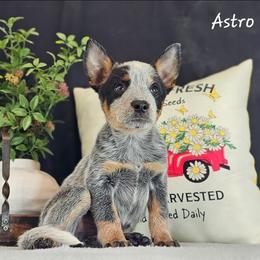 Australian Cattle Dog Puppies from TLC Cattle dogs