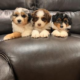 Aussiedoodle and Australian Shepherd Puppies from Junipersdoodles