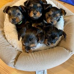 Poodle, Yorkipoo, and Yorkshire Terrier Puppies from Yorkie Oodle Doodle