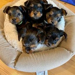 Poodle, Yorkipoo, and Yorkshire Terrier Puppies from Yorkie Oodle Doodle