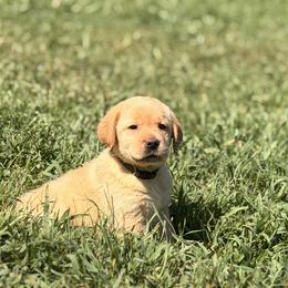 Green - Yellow male Labrador Retriever puppy in Anderson, South Carolina from Iris Aislings Labradors
