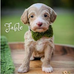 Fable - Apricot male Goldendoodle puppy in Cleveland, Tennessee from Edgewater Doodles & Designer Pups