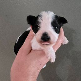 Dasher - Black and white male Schnoodle puppy in Hickory, North Carolina from Selene's Schnauzers