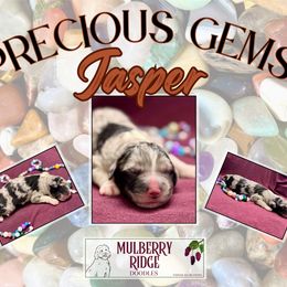 Jasper - Blue merle male Sheepadoodle puppy in Tahlequah, Oklahoma from Mulberry Ridge Doodles