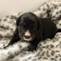 Oreo - female Golden Mountain Dog puppy in Seville, Ohio from Retriever Ranch