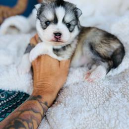 Trix - Silver and white female Pomsky puppy in Yavapai County, Arizona from Pawsh Pomskies