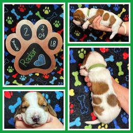 Green Collar - Mahogany and white male Basset Hound puppy in Hamilton, Indiana from Cam’s Country Bassets