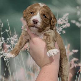 Angel - Red female Cavapoo puppy in Coshocton, Ohio from Forever Family Puppies