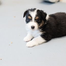 Australian Shepherd Puppies from Haint Blue Aussies