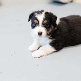 Australian Shepherd Puppies from Haint Blue Aussies
