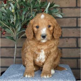 Frank - Red  male Goldendoodle puppy in Apopka, Florida from Rae Precious Puppies