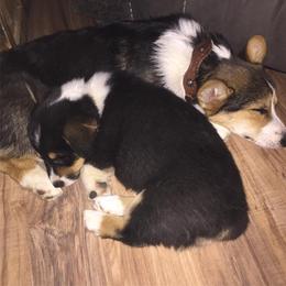 Pembroke Welsh Corgi Puppies from Rocking LJ Breeding