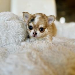 Monkey - Merle male Chihuahua puppy in Burleson, Texas from Luxe Paradise House of Chi