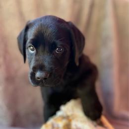 Banks - Black male Labrador Retriever puppy in Sweet Home, Oregon from Knotty Creek Labradors
