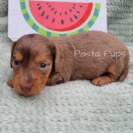 AKC Cayenne - Dapple female Dachshund puppy in Texarkana, Arkansas from Pasta Pups Miniature Dachshunds