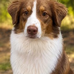 Willow - Australian Shepherd