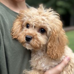 Gem - Red female Cavapoo puppy in Rio Linda, California from VitPom Puppies