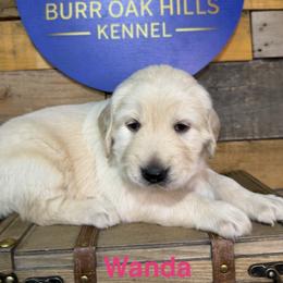 Wanda - Light golden female Golden Retriever puppy in Kimberly, Idaho from Burr Oak Hills Kennel