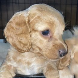 Honey - Wheaten female Dachshund puppy in Trenton, Florida from Tweenie Weenie Dachshunds