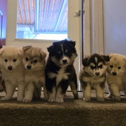 Pomskies from PJs Pomskies