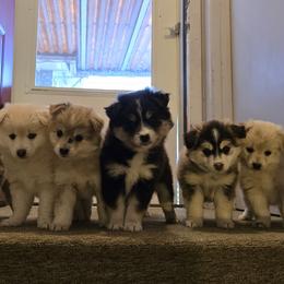 Pomskies from PJs Pomskies