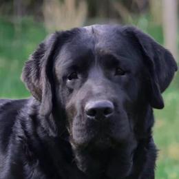 Beanie - Labrador Retriever