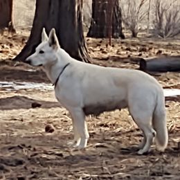 Kimber - German Shepherd