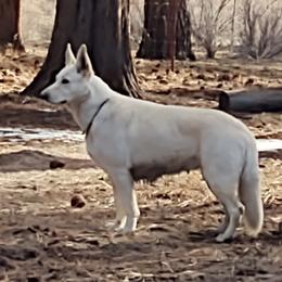 Kimber - German Shepherd
