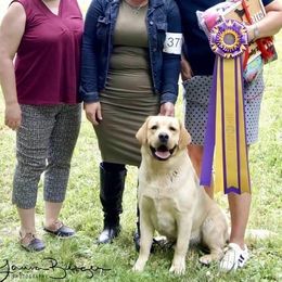 English Springer Spaniels and Labrador Retrievers from Brae Kennels
