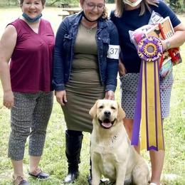 English Springer Spaniels and Labrador Retrievers from Brae Kennels